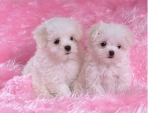 Maltese Puppies for Sale