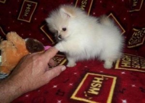 Pomeranian Puppies for Adoption