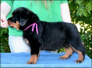 Rottweiler Puppies