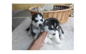 Siberian Huskies Pups