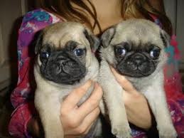 Magnifficient Pug Puppies For Adoption