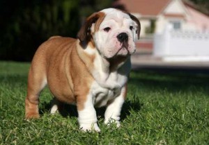 English Bulldog Puppies