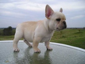 French Bulldog Puppies