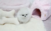 T-cup Size Pomeranian Puppies for Re-homing