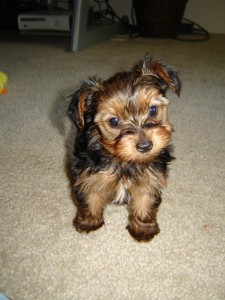 Teacup Yorkie Puppies for Sale