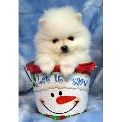 Two Pomeranian Puppies Available