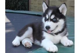 Husky Pups for Adoption