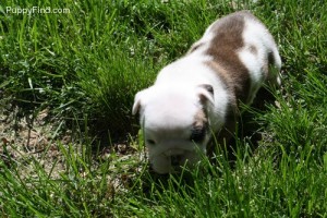 Cute English Bulldog Puppies For Sale