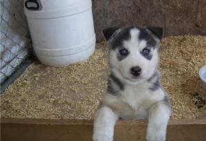 Purebred Siberian Husky Puppies for Sale