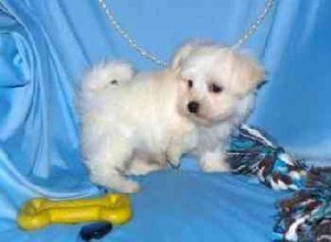 Maverlous Maltese Puppy For Adoption