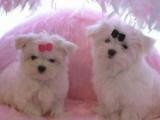 Teacup Maltese for Adoption