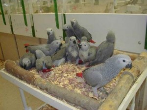 Affectionate Parrots For Adoption