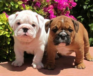 AKC Registered English Bulldogs