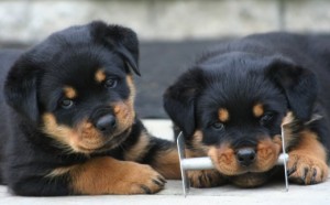 Awesome Rottweiler Puppies