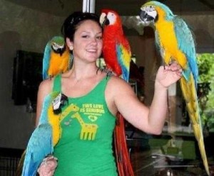 Macaw Parrots Available