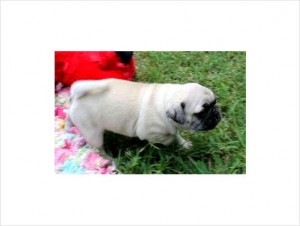 Well Trained Pugs for Adoption! - $250