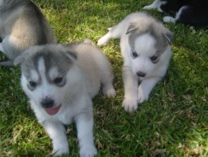 Siberian Huskies!