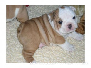 English Bulldog Pups