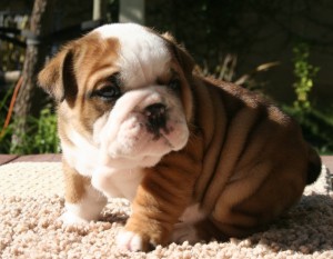 English Bulldog Puppies