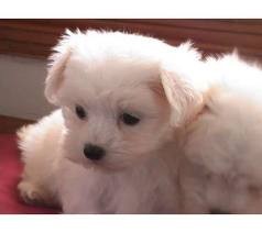 Maltese Puppies Available