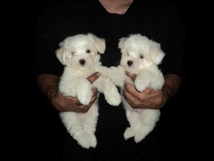 Bright White Maltese Puppy