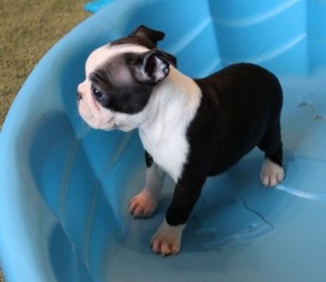 Gorgeous Boston Terrier Puppies Waiting