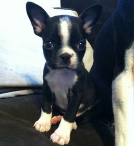 Well Socialized Boston Terrier Puppy