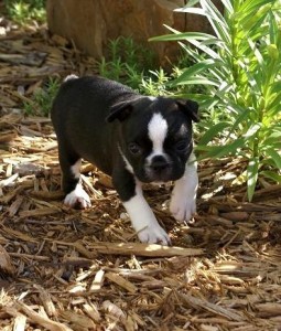 AKC Registered Boston Terrier Puppy