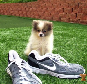 Sable Male Teacup Pomeranian Puppy