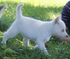 Purebred Siberian Husky