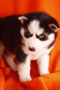 Siberian Husky Puppy for Sale