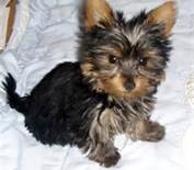 Show Quality Yorkshire Terrier Pups