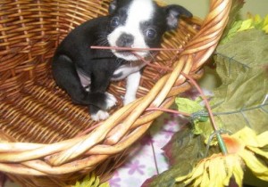 Boston Terrier Puppy On Sale