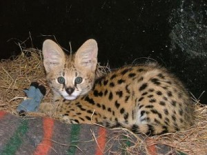 Savannah Kittens for Re-homing