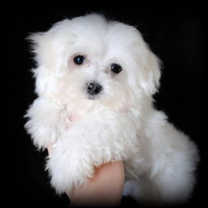 Rgistered Maltese Puppies