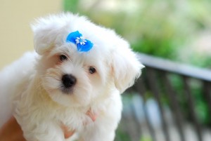 Lovely Maltese Puppies for Adoption