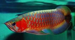 Colorful Aquarium Arowana Fishes For Sale