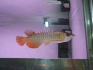 Best Quality Arowana Fish For Sale