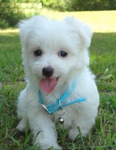 Purebred Maltese Puppies