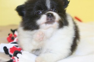 Pomeranian Puppy for Sale