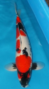 Live Koi Fish for Sale