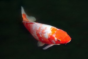 Lovely Koi Fish for Sale