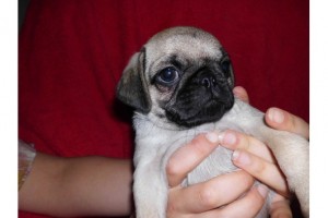 Gorgeous Pug Puppies