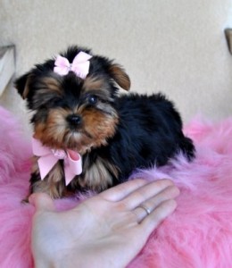 Beautiful Yorkshire Terrier Puppies