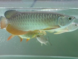 Arowanas, Discus, Flowerhorn, Koi &amp; Saratogas Available