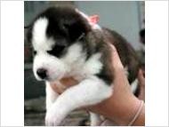 Siberian Husky Puppies for Sale