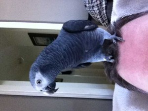 African Grey Parrots for Relocation