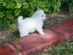 Fullbred Male Pomeranian - $650