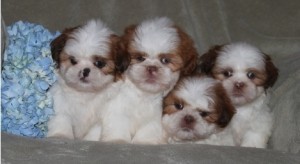 Shih Tzu Puppies for Sale