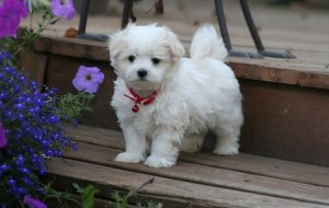 Maltese Puppies for You